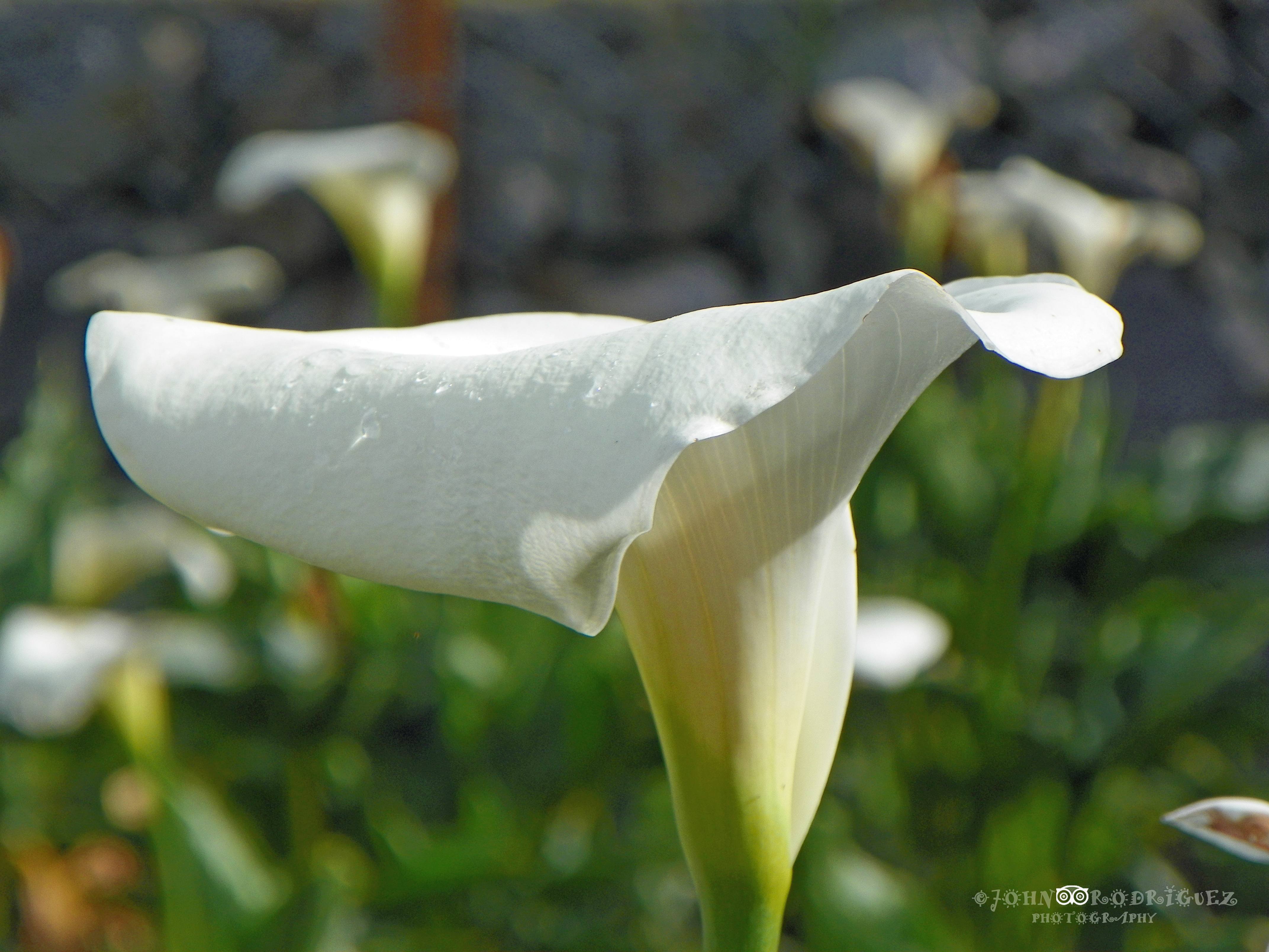 WHITE CALLA LILY